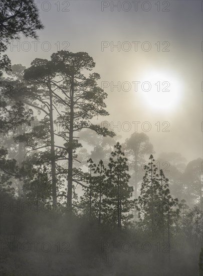 Clouds of mist drift over the forest of Canary Island canary island pine