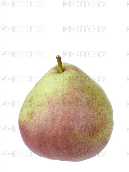 Pear variety Sterkmanns Butter Pear