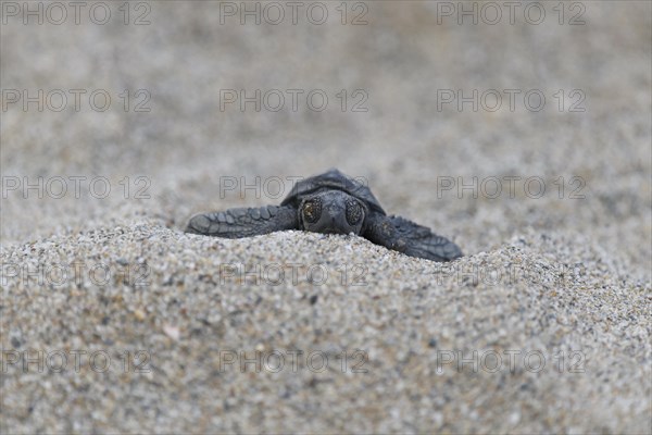 Loggerhead sea turtle