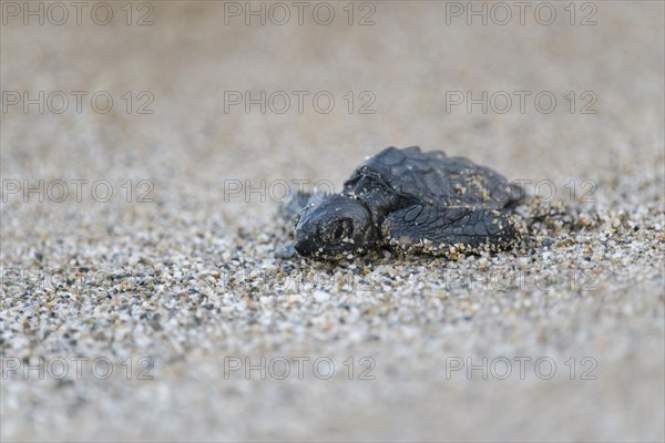 Loggerhead sea turtle