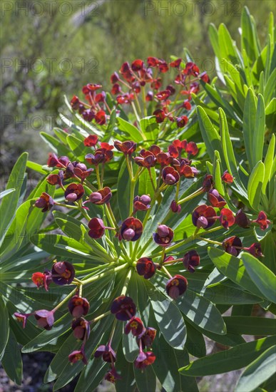 Endemic tabaiba roja