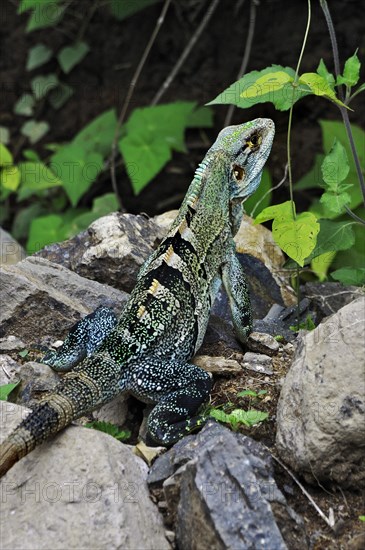 Green iguana