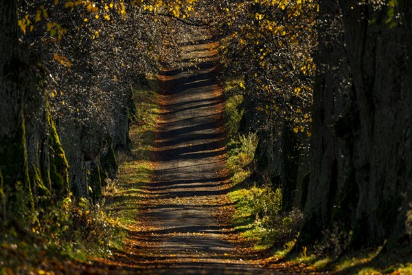 Linden trees