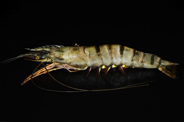 A giant tiger prawn