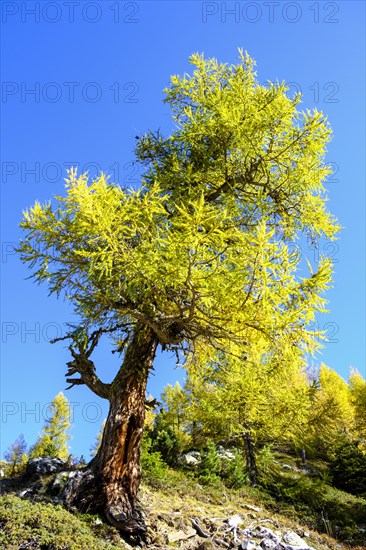 Old larches