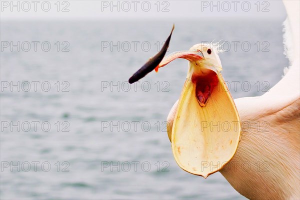 Great white pelican