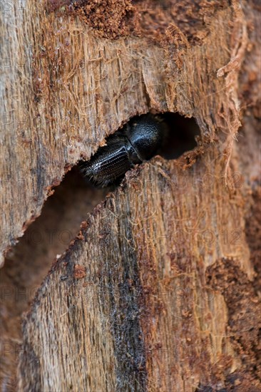 European spruce bark beetle