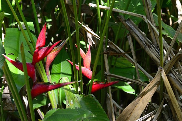 Wild false birds-of-paradise