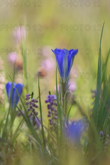 Marsh gentian