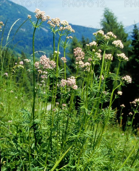 Mountain arnica