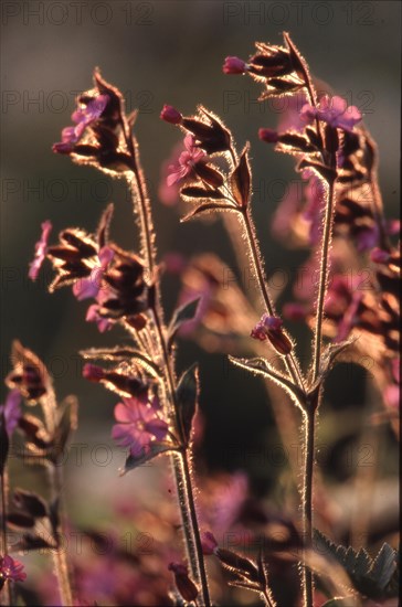 Evening light campion Glue herbs red campion