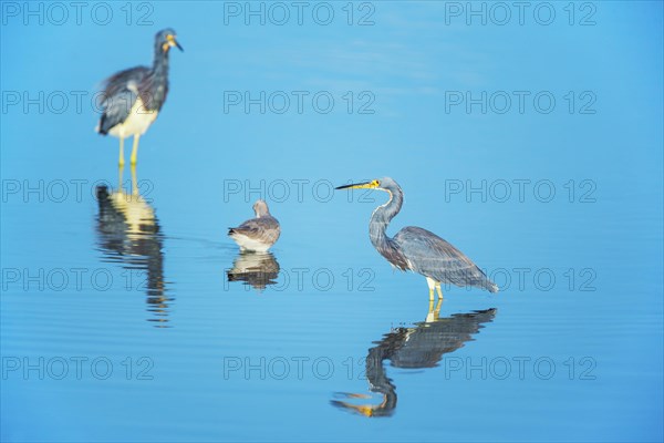 Tricolored herons