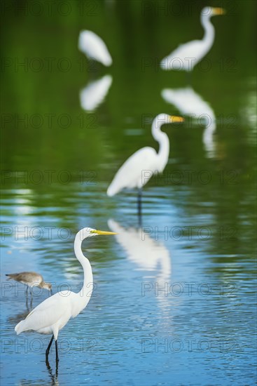 Great white egrets