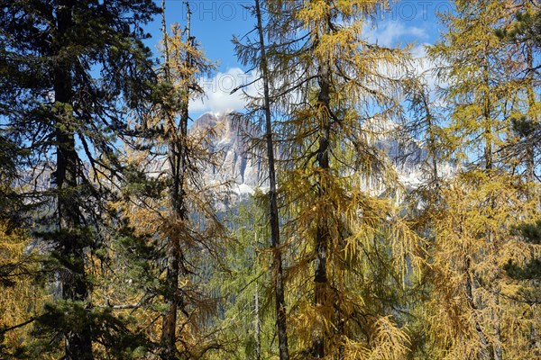 View through autumnal larch forest towards the summit of the Fanes Group