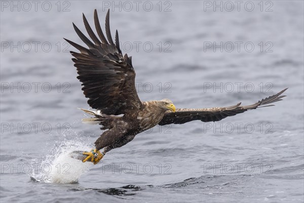 White-tailed eagle