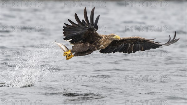 White-tailed eagle