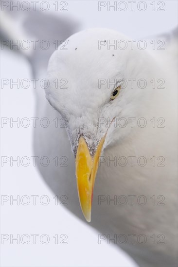 European herring gull