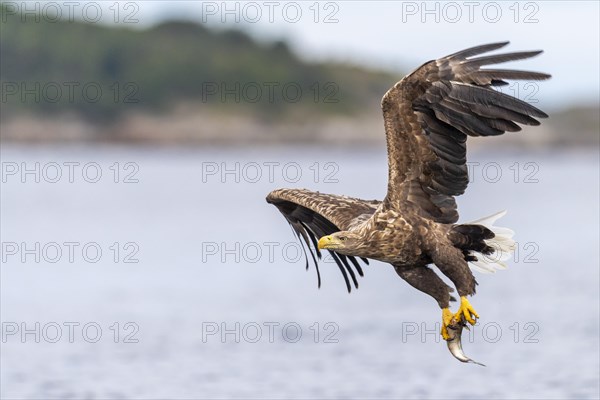 White-tailed eagle