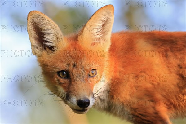 Red fox