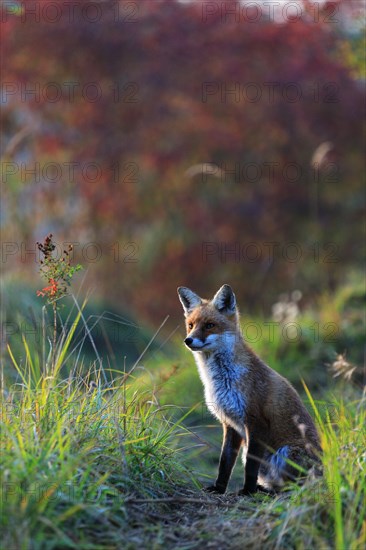 Red fox