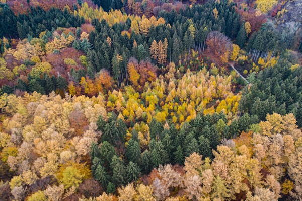 Autumn coloured mixed forest