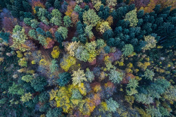 Autumn coloured mixed forest