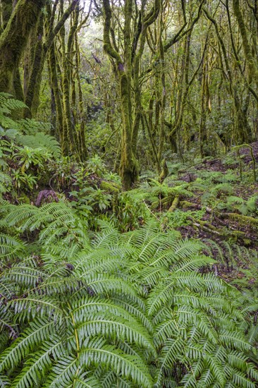 Fern and laurel forest at El Cedro