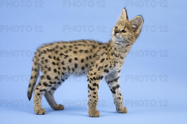 Serval