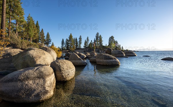 Beach with pine trees