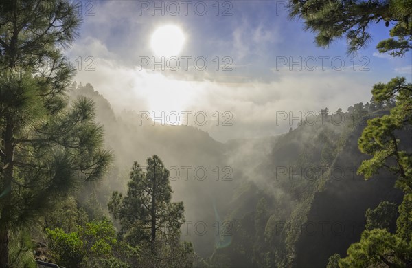 Foggy atmosphere with Canary Island canary island pine