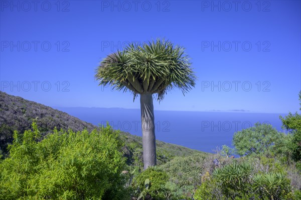 Canary canary islands dragon tree