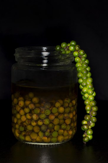 Freshly pickled green black pepper