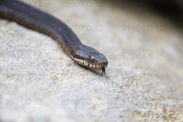 Common european viper