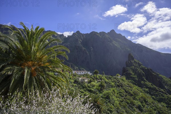 Flowering almond tree and mountain village of Masca In the Teno Mountains