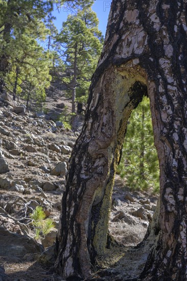 Large cavity in a Canary Island canary island pine