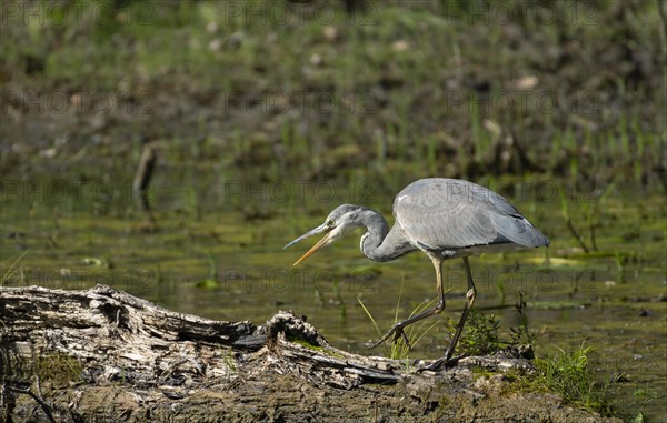 Grey heron