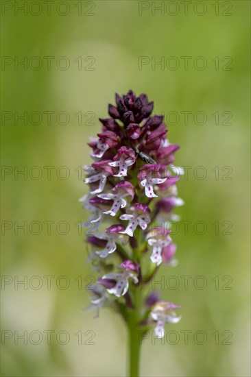 Burnt-tip orchid