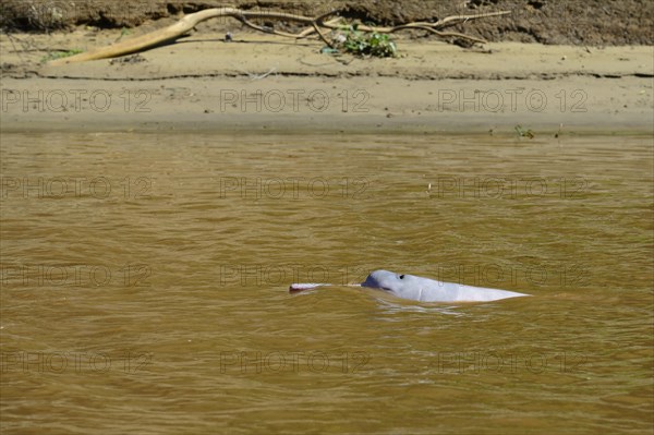 Bolivian river dolphin