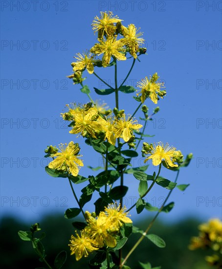 Common st john's wort