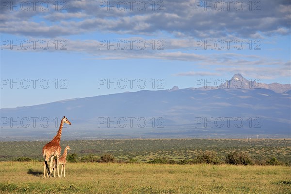 Reticulated giraffe