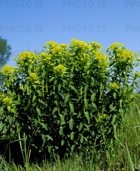 Sun spurge Euphorbia helioscopsia