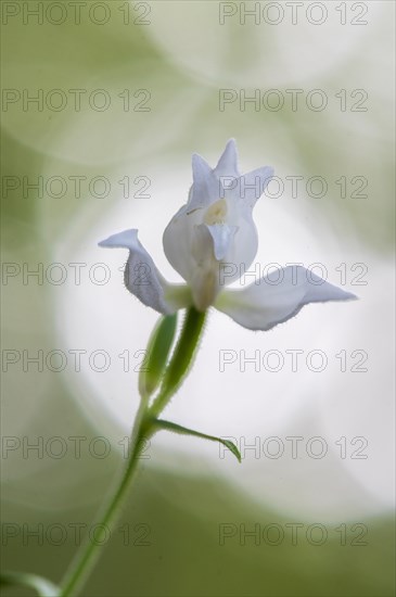 Helleborine