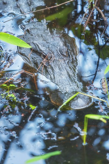 American alligator