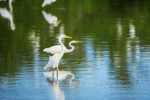 Great white egrets