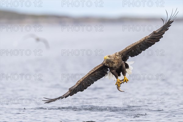 White-tailed eagle