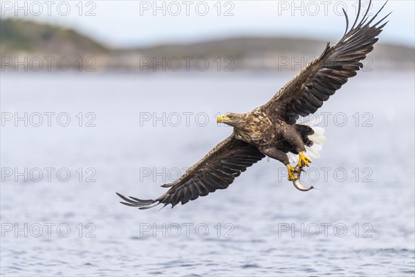 White-tailed eagle