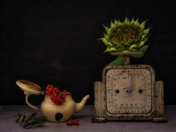 Still Life with Sunflower on Old Kitchen Scales Next to Rowan Berries in Old Teapot