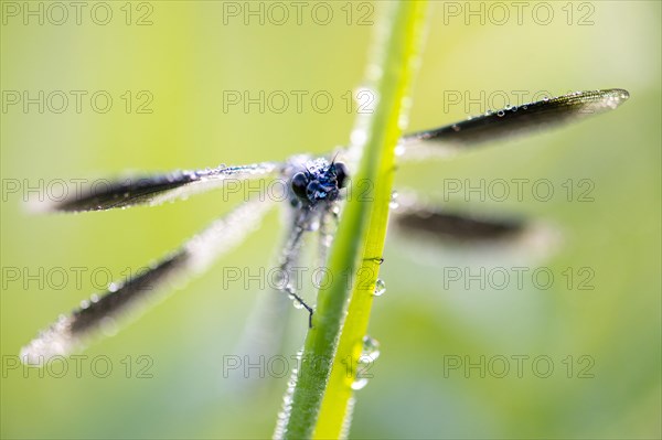 Banded demoiselle