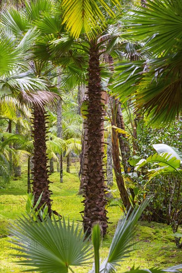 Tree ferns