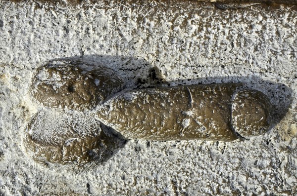 Relief of erect penis in house wall